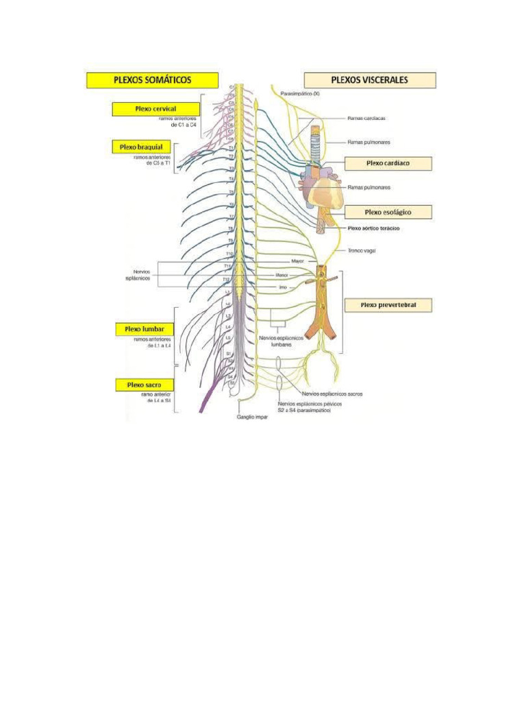 Plexos | PDF