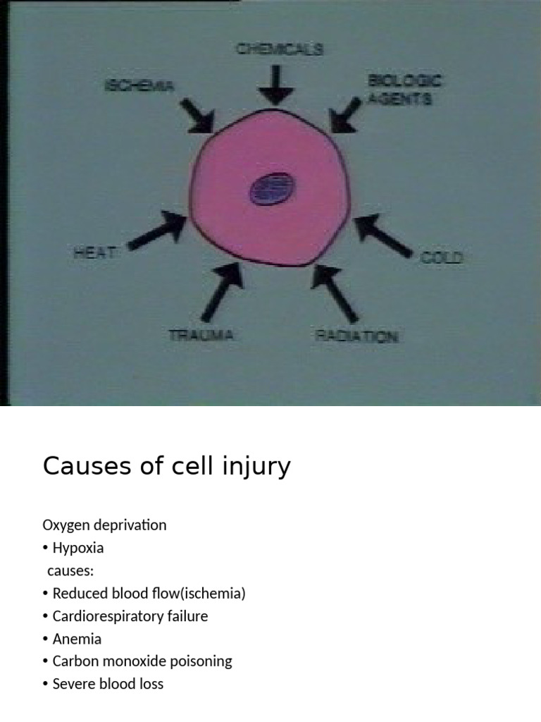 Cell Injury and Cell Death | PDF | Necrosis | Mitochondrion
