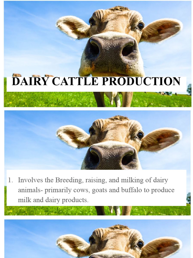 Dairy Cattle Production Overview | PDF | Milk | Cattle