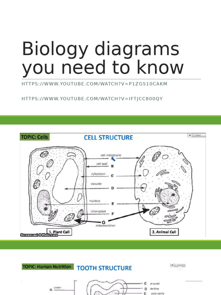 Biology Diagrams You Need To Know CSEC | PDF