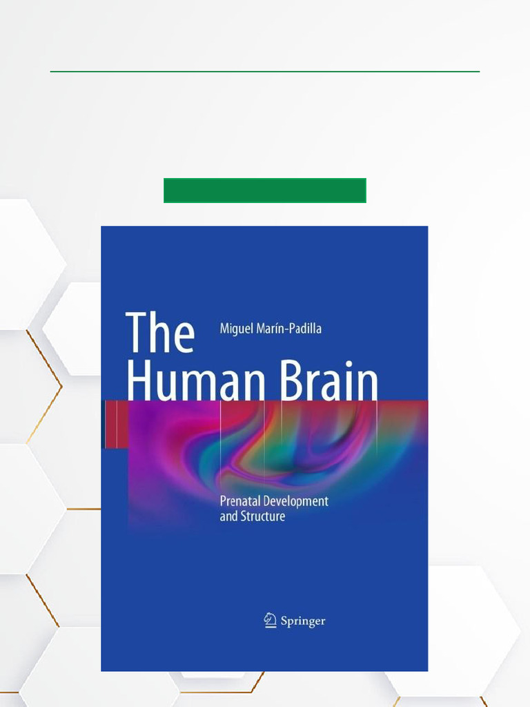 The Human Brain Prenatal Development and Structure Dropbox Download ...