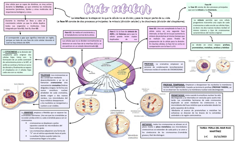 Fases del Ciclo Celular: Interfase y Mitosis | PDF | Mitosis | Ciclo ...