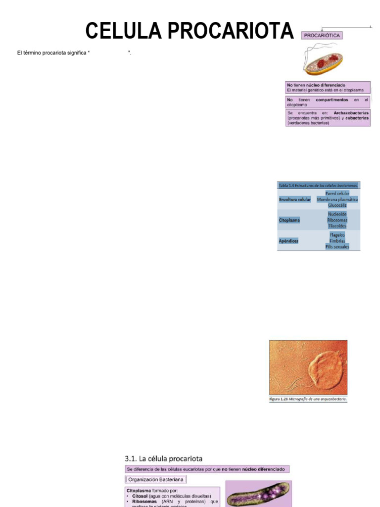 Estructura y Función de Células Procariotas | PDF | Las bacterias ...