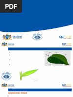 Cross Sections of Leaf, Stem, and Root | PDF | Leaf | Plant Stem