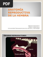 Download Anatomia Reproductiva de La Hembra by Babi Toro SN86597478 doc pdf