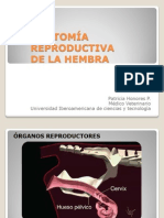 Anatomia Reproductiva de La Hembra