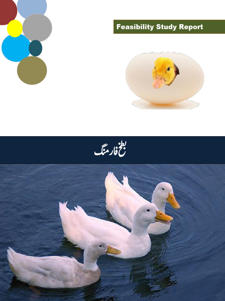 Ducks Farming | PDF