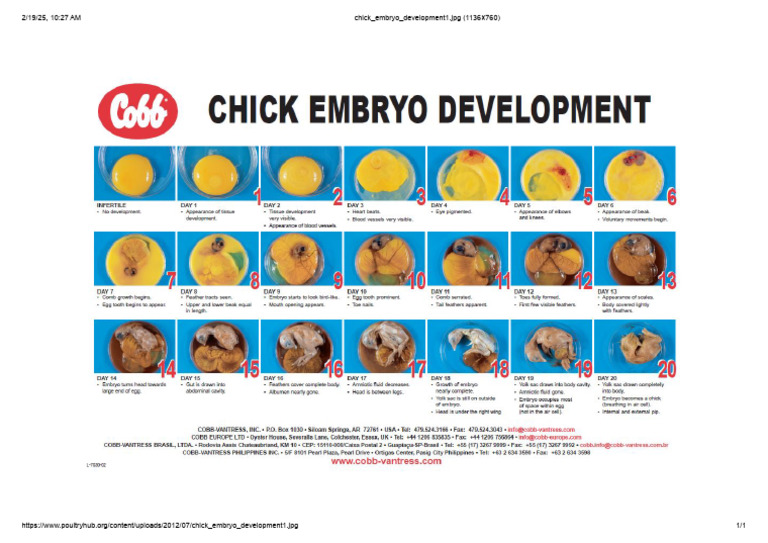 Chick Embryo Development1 | PDF