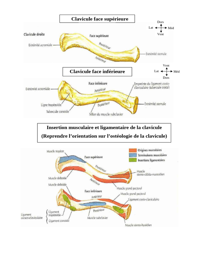 Anatomie et Insertion de la Clavicule | PDF | Anatomie humaine ...