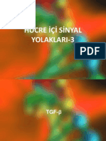 Sinyal Ileti Yollari-3 - TGFbeta