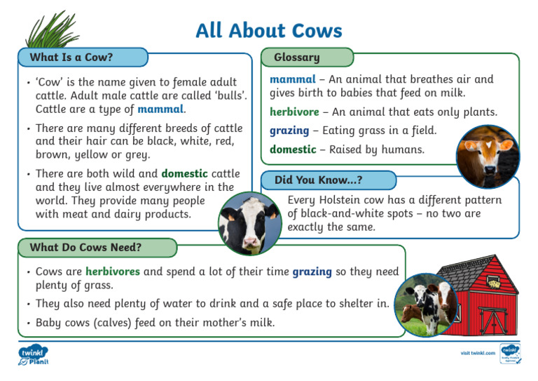Understanding Cows and Their Needs | PDF