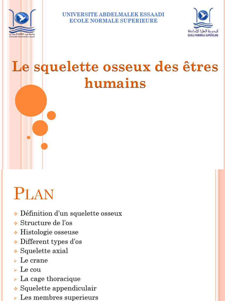 Anatomie du Squelette Humain | PDF | Vertèbre | Cou