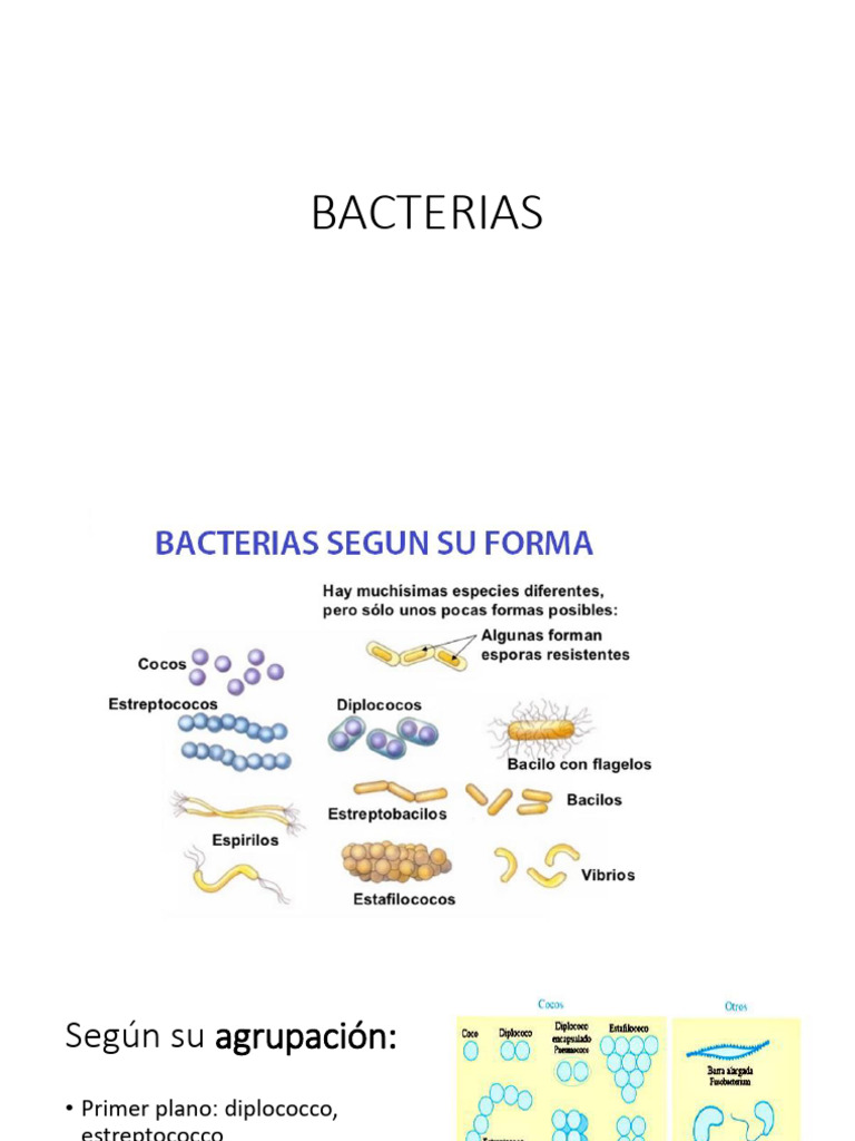 Tipos de Bacterias y Estructura Celular | PDF | Las bacterias ...