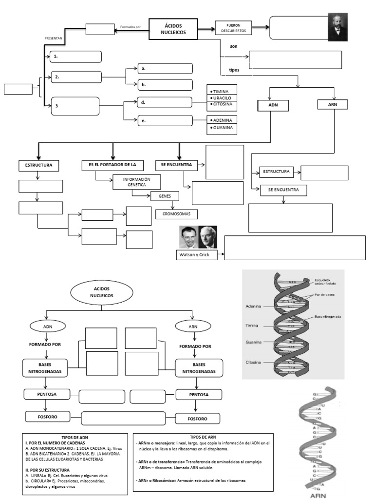 Acidos Nucleicos | PDF | Rna | Adn