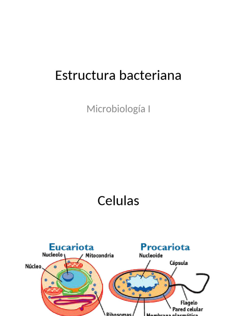 Estructura - Bacteriana | PDF | Las bacterias | Biotecnología