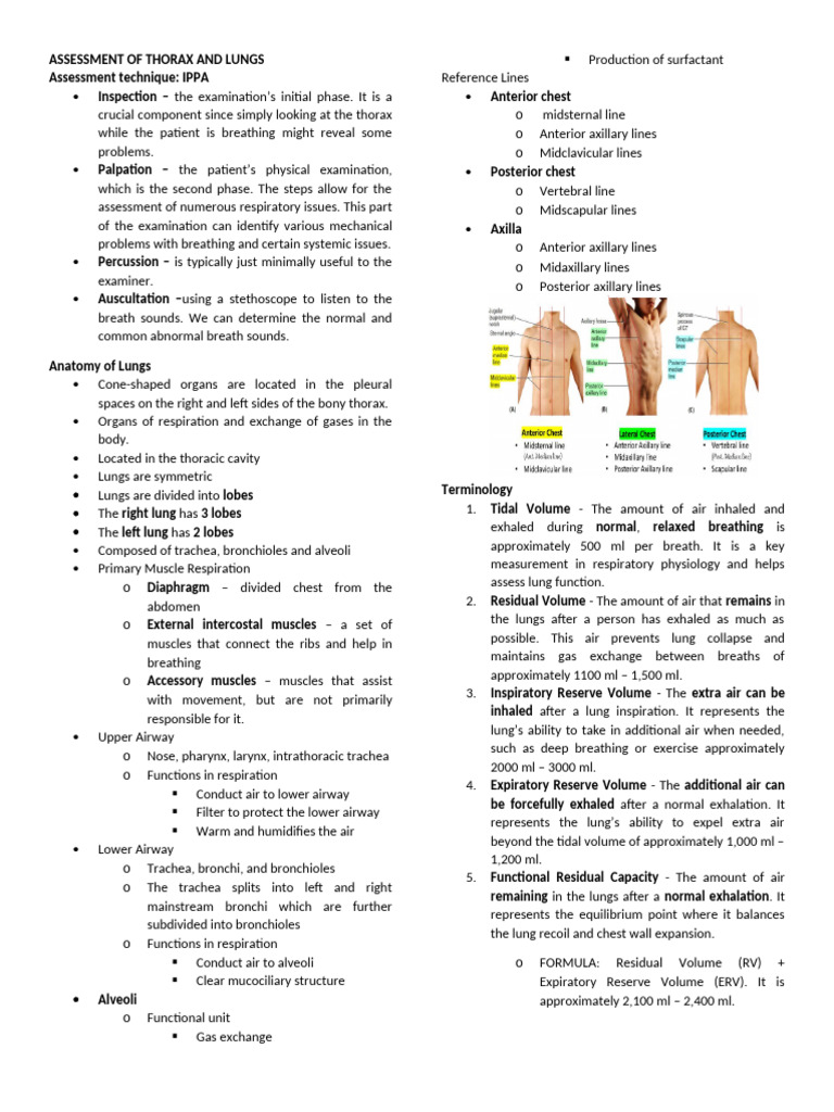 Thorax and Lung Assessment Guide | PDF | Lung | Exhalation