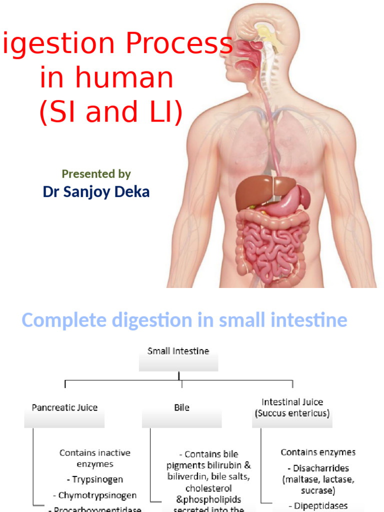 Digestion Process in Human Being Stomach To SI | PDF | Digestion | Stomach