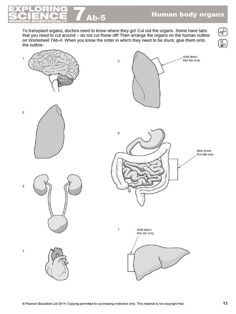 Organ Placement in Human Anatomy | PDF