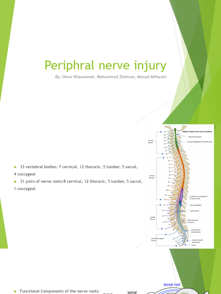 Understanding Peripheral Nerve Injuries | PDF | Human Leg | Anatomical ...