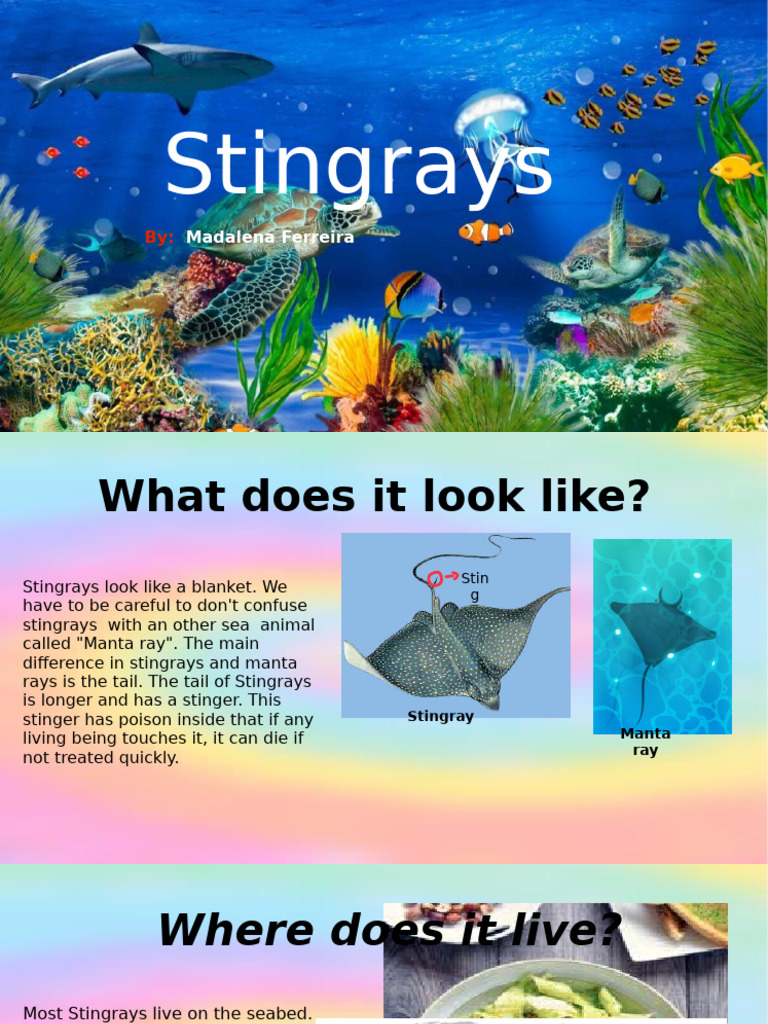 Stingrays: Habitat, Diet, and Facts | PDF
