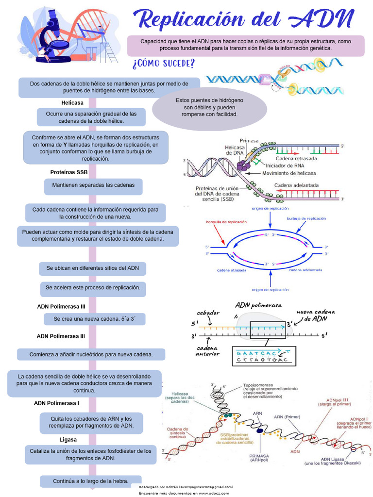 Proceso de Replicación y Transcripción del ADN | PDF | Rna | Adn