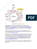 Ciclo de Krebs