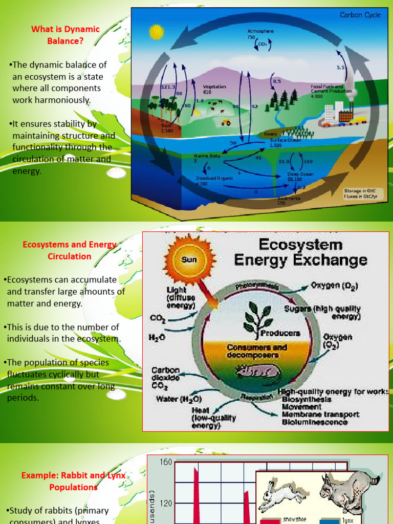 Dynamic Balance For Exam | PDF | Ecosystem | Environmental Social Science