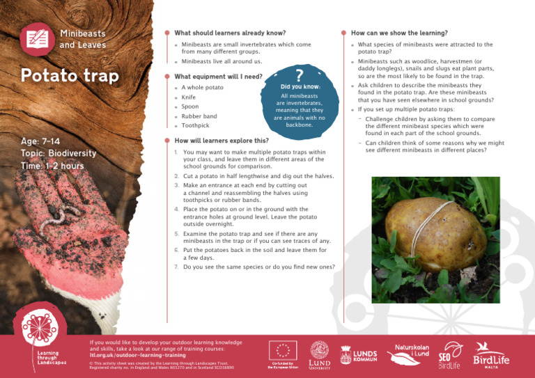Potato Trap Activity for Minibeast Study | PDF | Learning