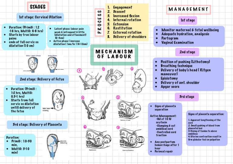 Y5G4 - Mechanism of Labour | PDF | Childbirth | Human Pregnancy