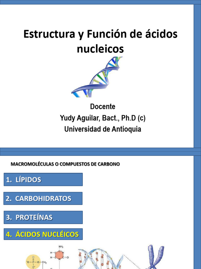 Estructura y Función de Ácidos Nucleicos | PDF | Ácidos nucleicos | Adn