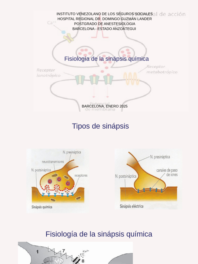 Fisiología de la Sinapsis Química | PDF