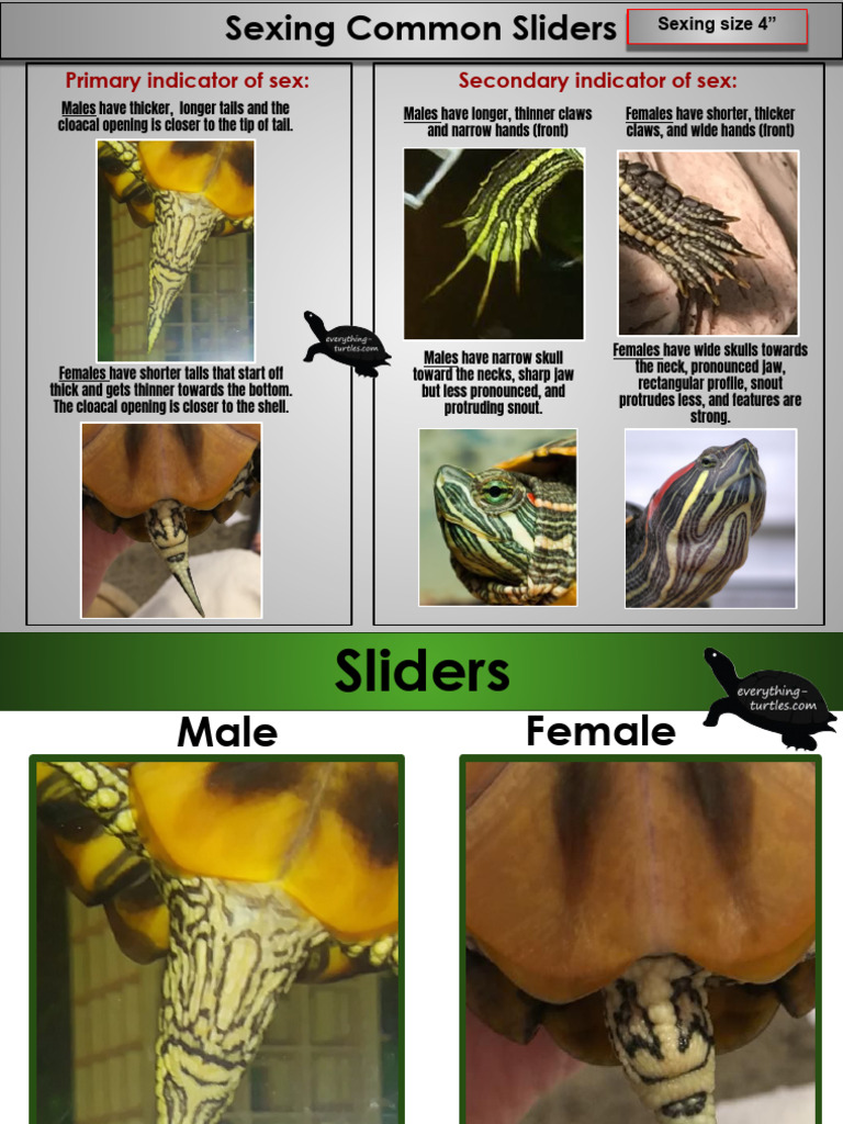 sexing-red-eared-sliders-pdf