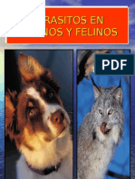 Parasito Caninos y Felinos