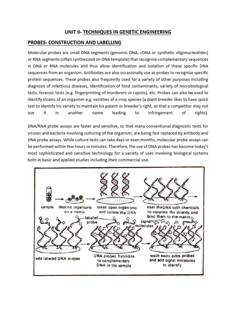 Genetic Engineering Probes and Techniques | PDF | Polymerase Chain ...