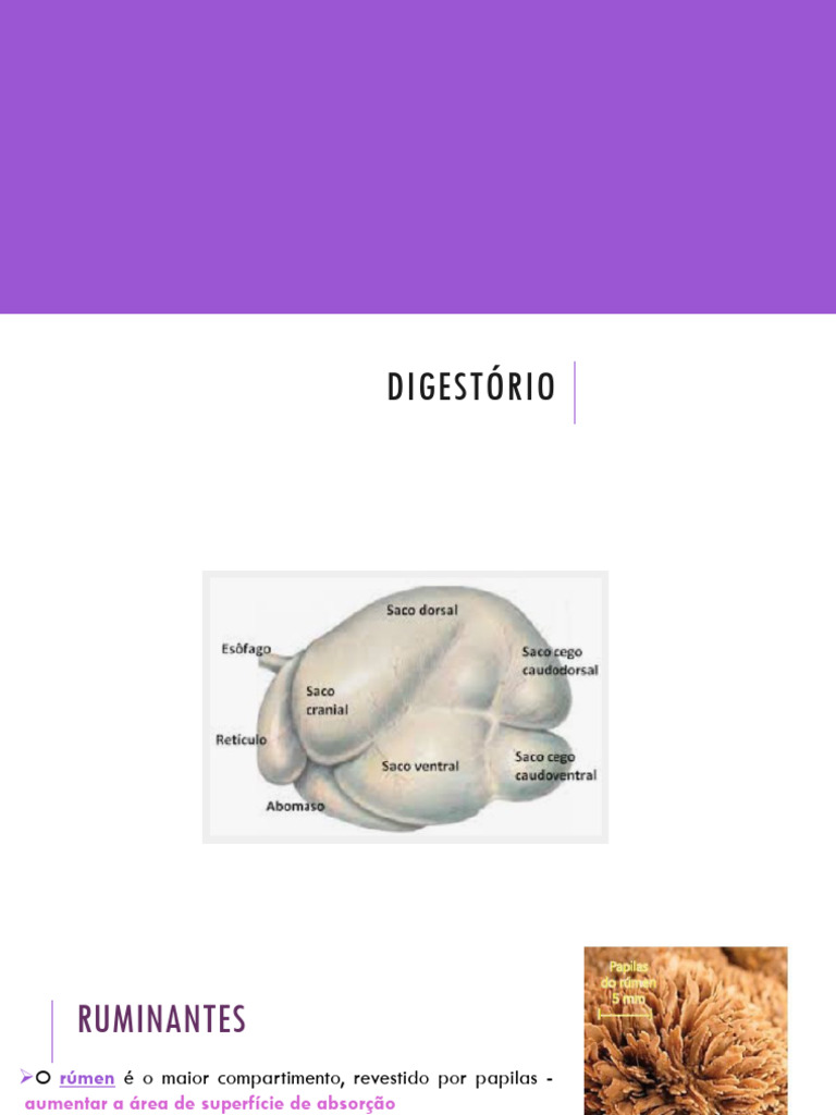 Digestão em Ruminantes: Estruturas e Funções | PDF | Digestão | Trato ...