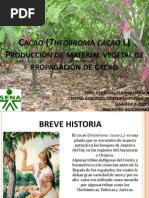 Download 1 Cacao Theobroma Cacao L by jenanigu25 SN86693618 doc pdf