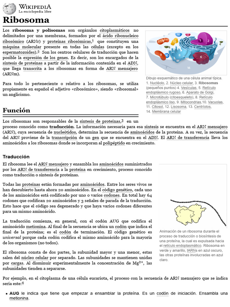 Estructura y función de los ribosomas | PDF | Ribosoma | Anatomía Celular