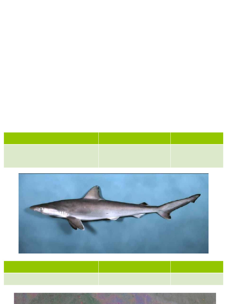 Commercial Fish Species in The Philippines | PDF | Fish | Fish And Humans