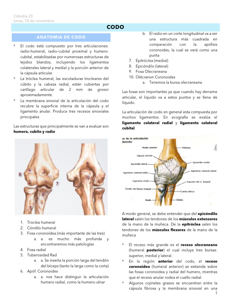 Clase 20. Codo (1) | PDF | Codo | Articulación