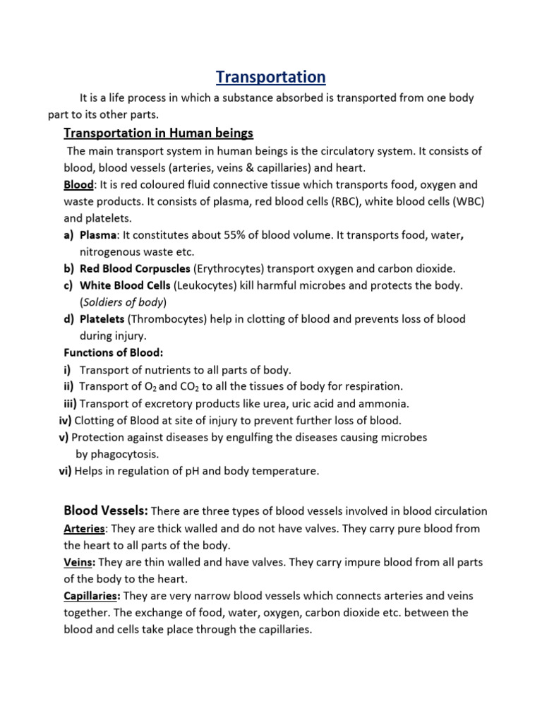Human and Plant Transportation Systems | PDF | Atrium (Heart) | Heart Valve