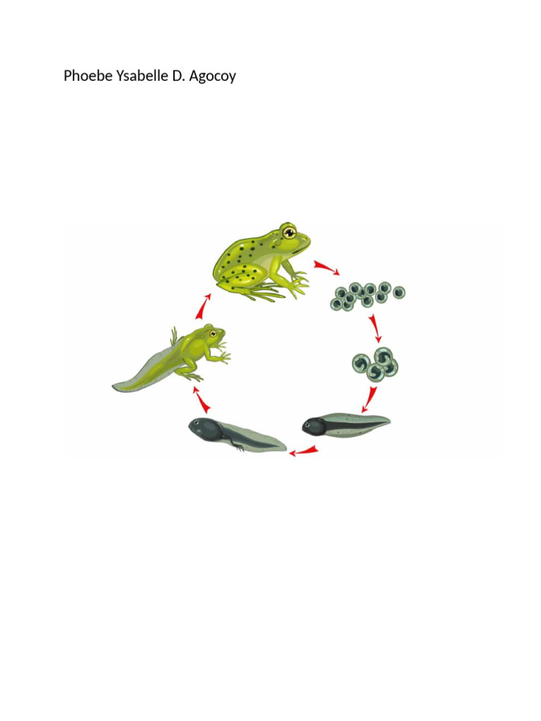 Sasa Assignment | PDF