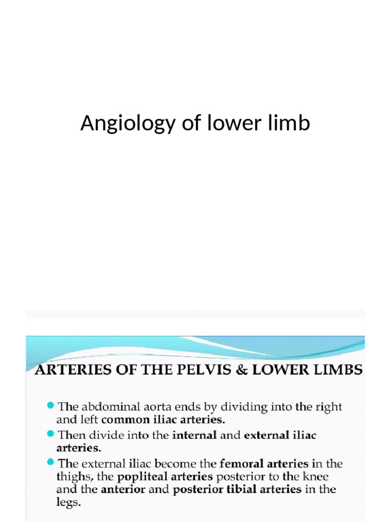 Angiology of Lower Limb Veins | PDF