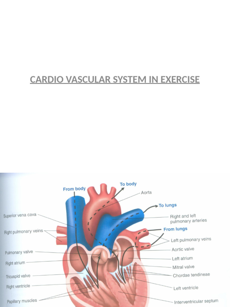 Exercise Impact on Cardiovascular System | PDF | Heart | Circulatory System