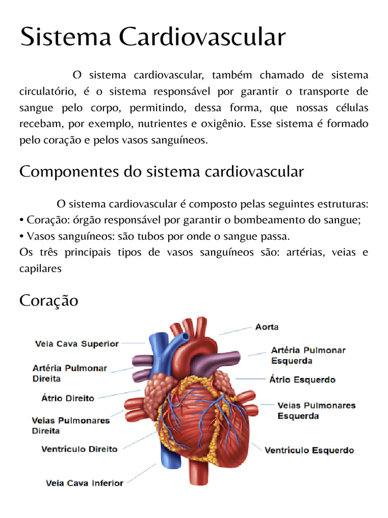 Componentes do Sistema Cardiovascular | PDF | Sistema respiratório ...