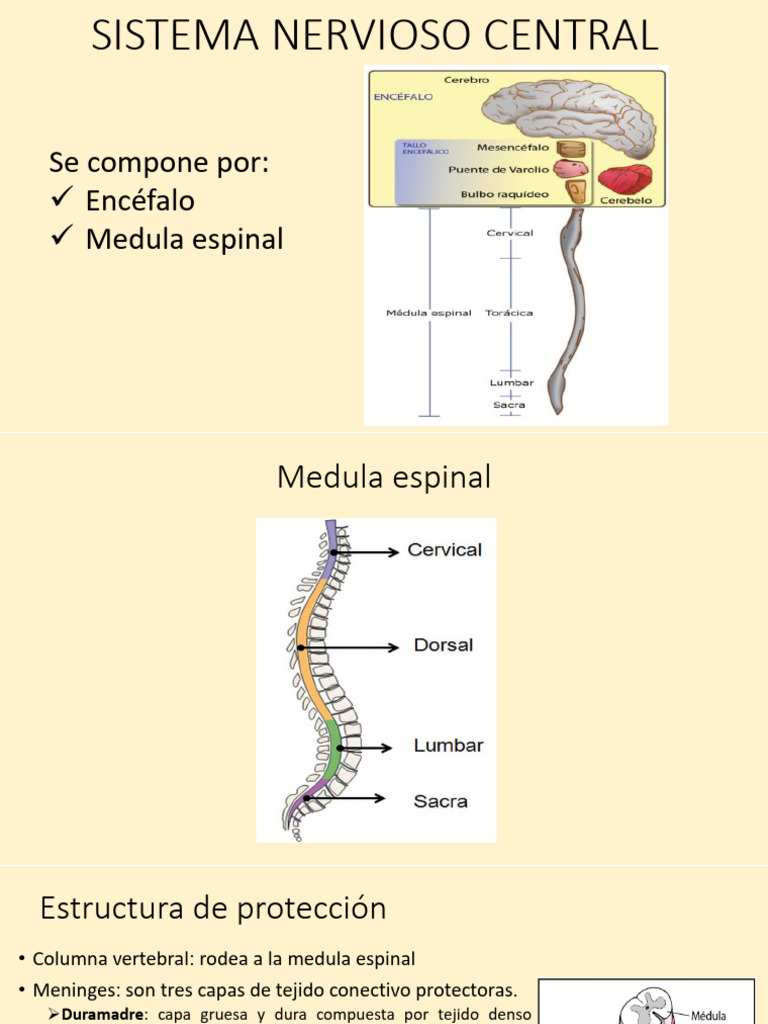 Anatomía y Fisiología del Sistema Nervioso | PDF | Médula espinal | Cerebro
