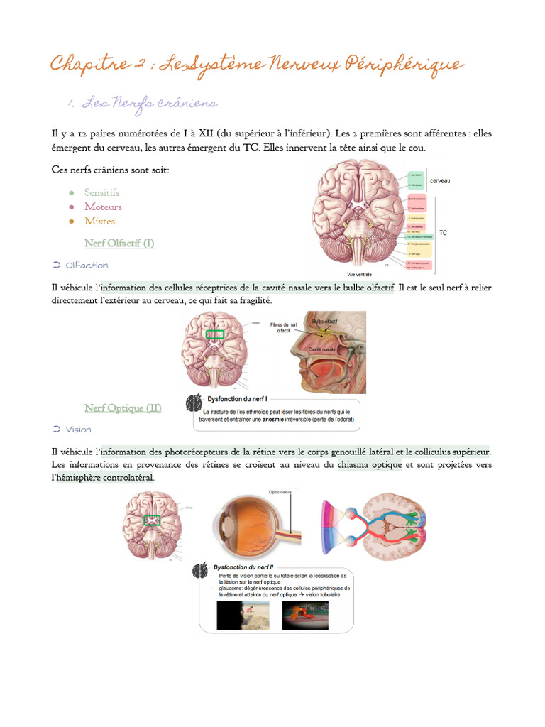 Chapitre 2 - Le Système Nerveux Périphérique | PDF | Nerf | Anatomie ...