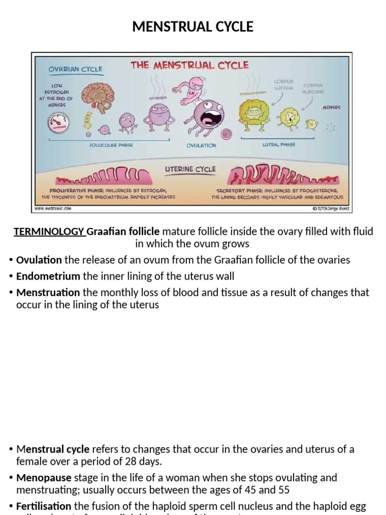 Menstrual Cycle | PDF | Menstrual Cycle | Ovary