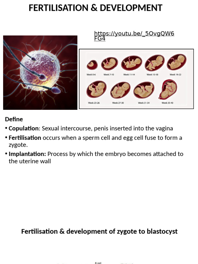 Fertilisation to Gestation | PDF | Fertilisation | Uterus