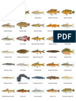 Freshwater Fish Species of Southern Africa