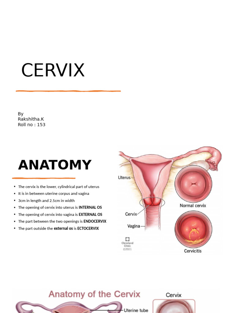 Cervix Anatomy and Relations Explained | PDF